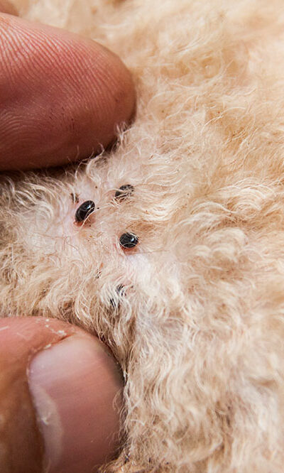 3 ways to prevent and treat dog fleas