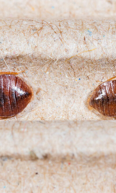 Bed Bug Bites – Symptoms and Treatment Options