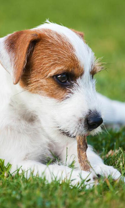 How to keep pets safe from food allergies