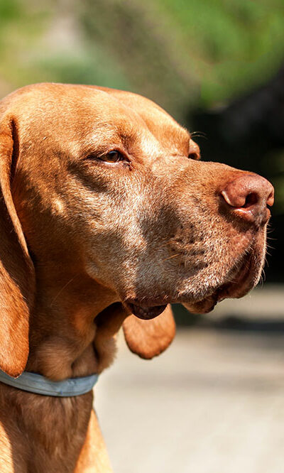 Top 5 flea and tick collars for dogs