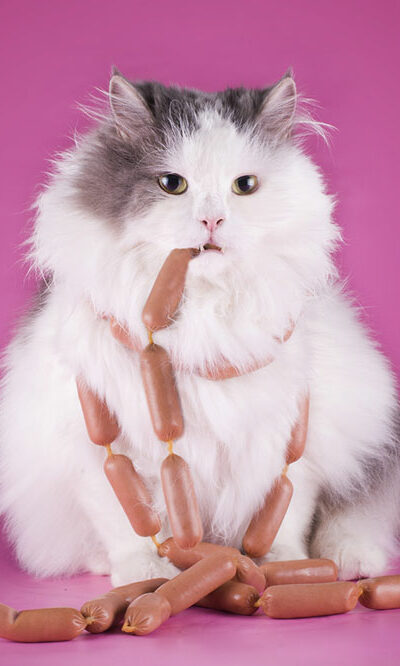 Top 5 human foods that are safe for cats