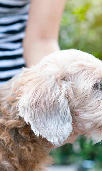 Home remedies to prevent flea and tick infestations