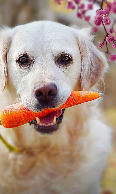 Human foods that are best for dog health