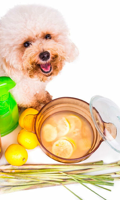 Natural ways to get rid of ticks and fleas in dogs