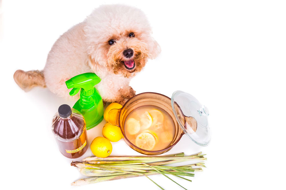 Natural ways to get rid of ticks and fleas in dogs